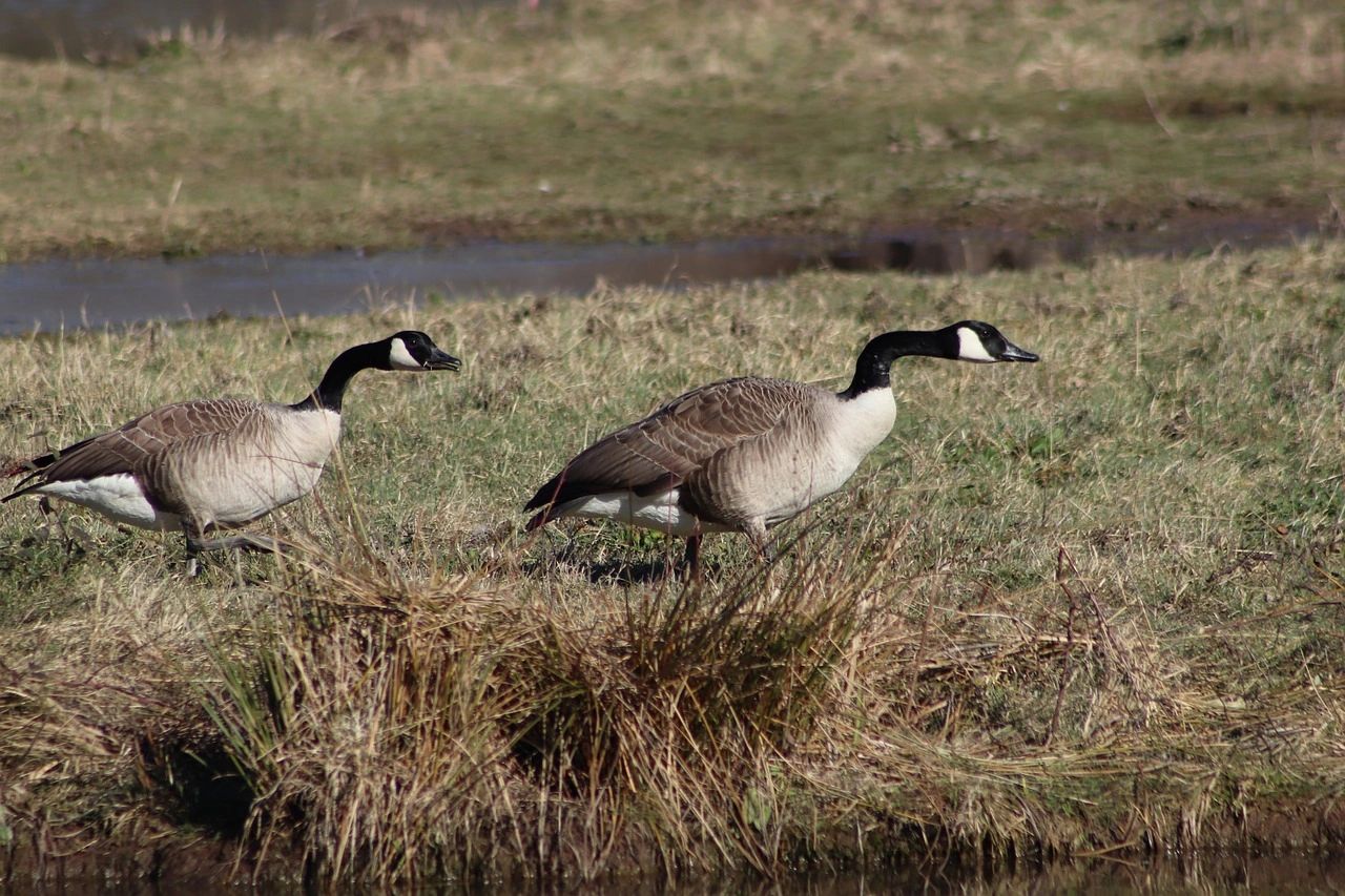 Manage Canada Geese Molting Season With Goose Rangers